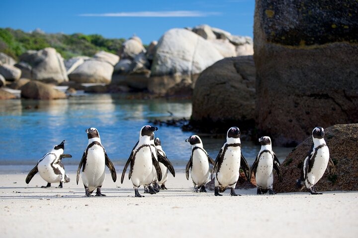 Day 3: Cape Town - Cape Point & Peninsula Tour